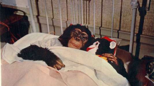 The Monkey's Uncle - Backdrops