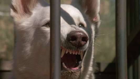 White Dog - Backdrop