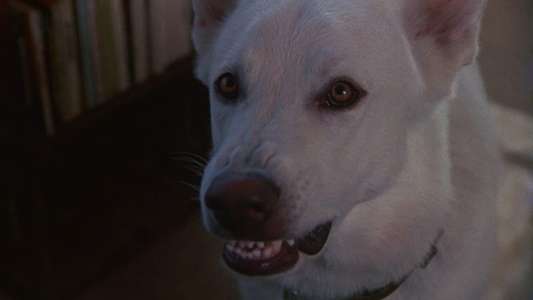 White Dog - Backdrop