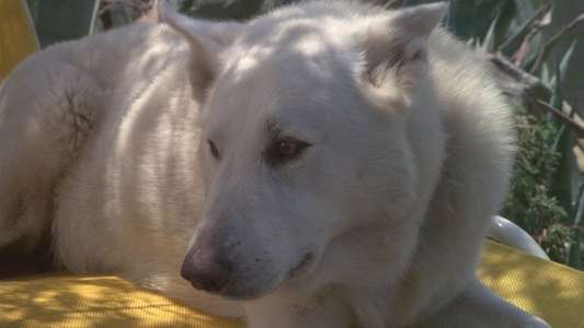White Dog - Backdrop