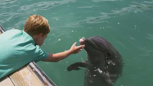 Dolphin Kick - Backdrop