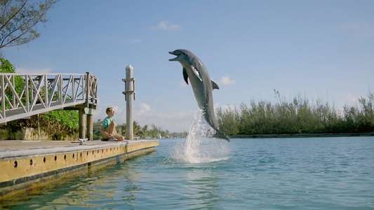 Dolphin Kick - Backdrop