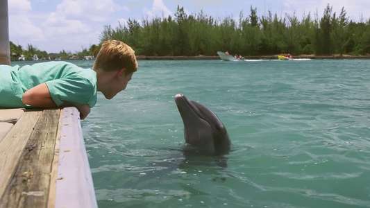 Dolphin Kick - Backdrop