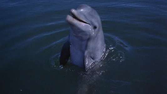 Flipper's New Adventure - Backdrop