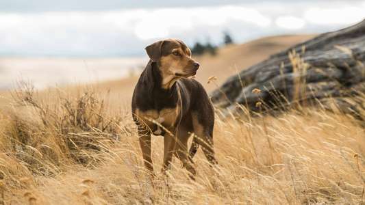 A Dog's Way Home - Backdrop