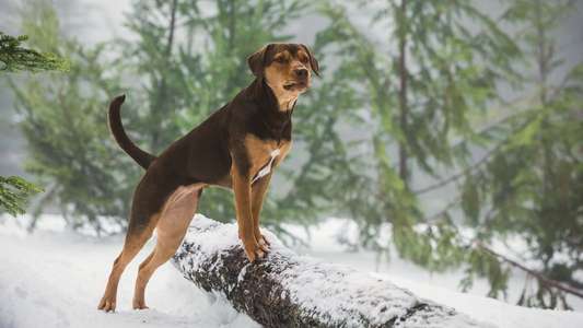 A Dog's Way Home - Backdrop