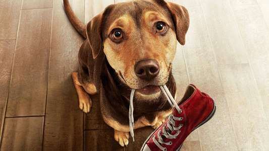 A Dog's Way Home - Backdrop