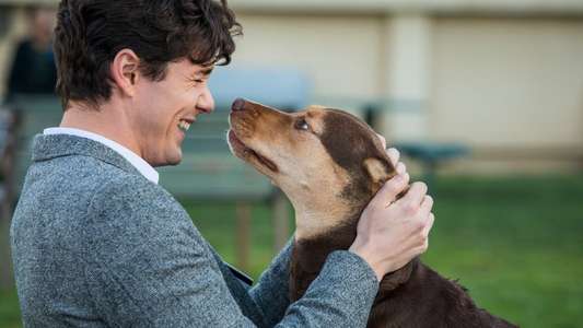 A Dog's Way Home - Backdrop