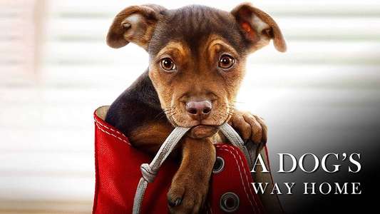 A Dog's Way Home - Backdrop