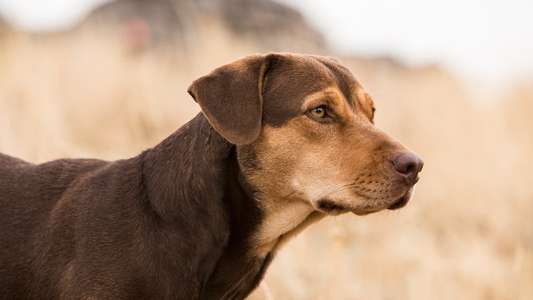 A Dog's Way Home - Backdrop