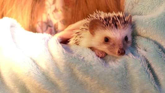 Andy the Talking Hedgehog - Backdrop
