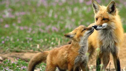 Incredible Animal Moments - Backdrop