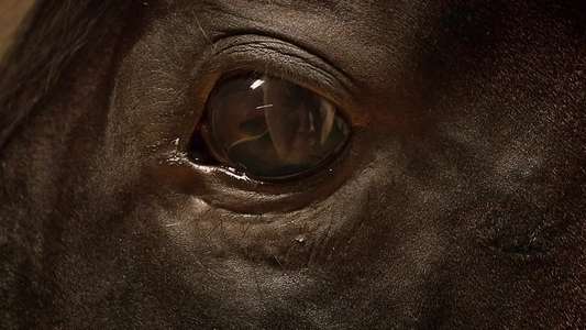 Orphan Horse - Backdrop