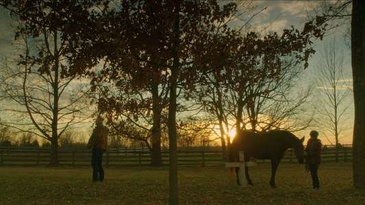Orphan Horse - Backdrop