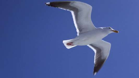 Jonathan Livingston Seagull - Backdrop