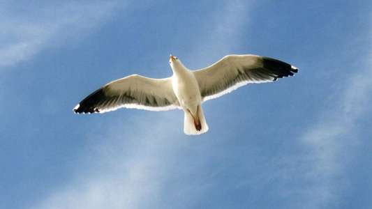 Jonathan Livingston Seagull - Backdrop