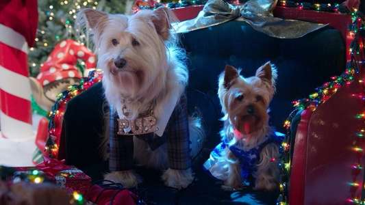 Puppy Star Christmas - Backdrops