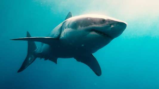 Sharks (in 3D) - Backdrop