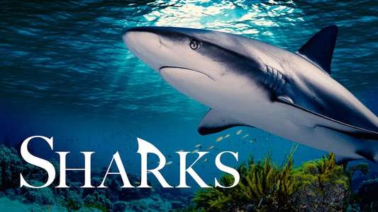 Sharks (in 3D) - Backdrop