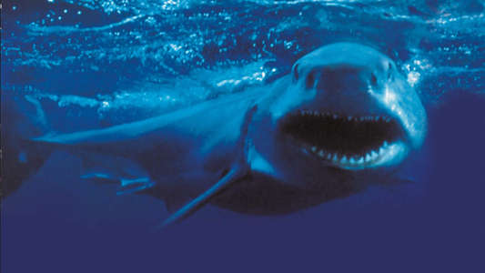 Shark Attack 2 - Backdrops