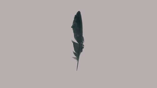 Black Bird - Backdrops