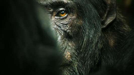 Chimp Empire - Backdrops