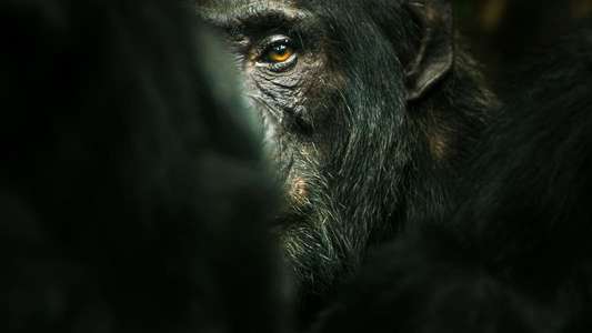 Chimp Empire - Backdrops