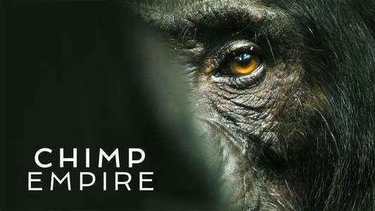Chimp Empire - Backdrops