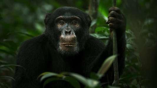 Chimp Empire - Backdrops