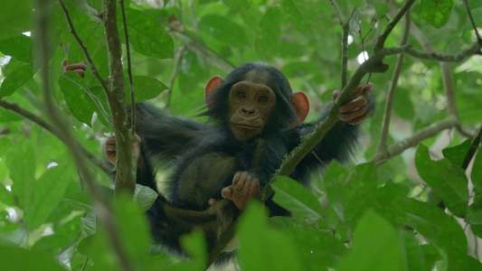 Chimp Empire - Backdrops