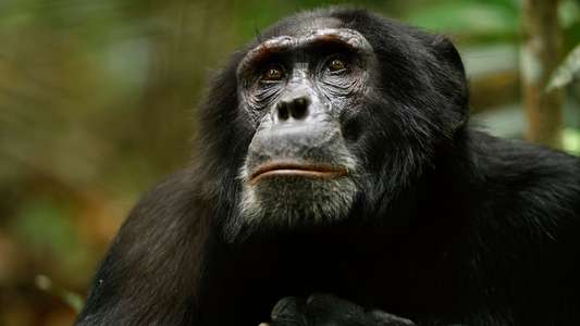 Chimp Empire - Backdrops