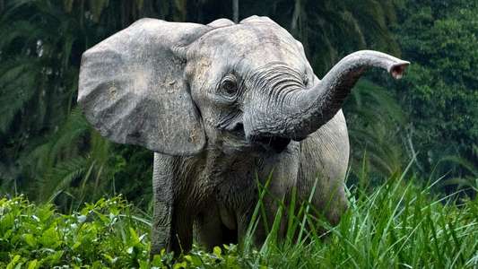 Secrets of The Elephants - Backdrops