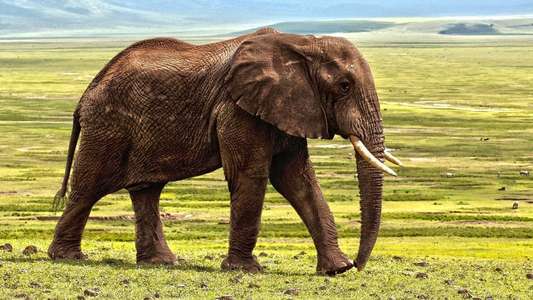 Secrets of The Elephants - Backdrops