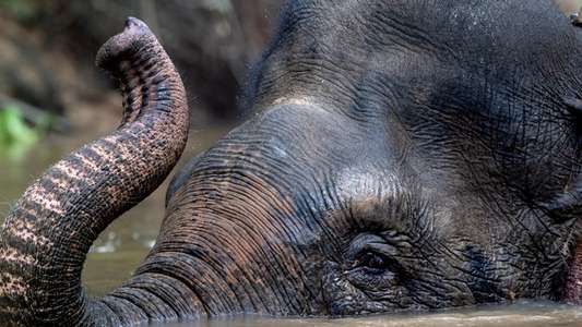Secrets of The Elephants - Backdrops