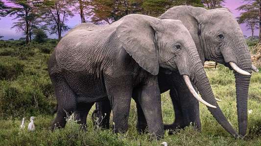 Secrets of The Elephants - Backdrops