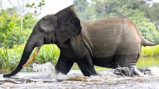 Secrets of The Elephants - Backdrops