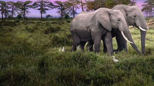 Secrets of The Elephants - Backdrops