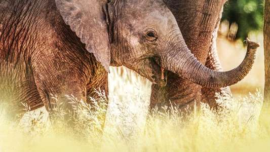 Secrets of The Elephants - Backdrops