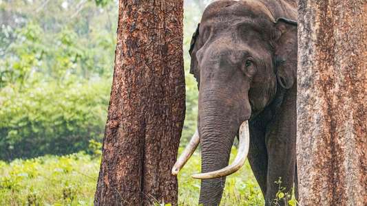 Secrets of The Elephants - Backdrops