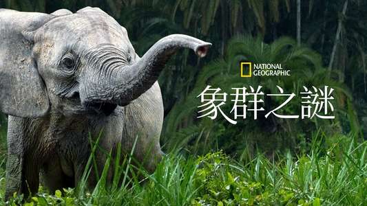 Secrets of The Elephants - Backdrops