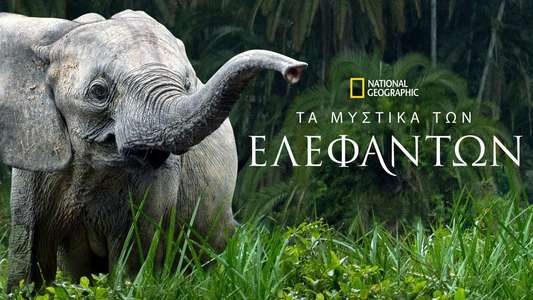 Secrets of The Elephants - Backdrops