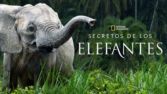 Secrets of The Elephants - Backdrops