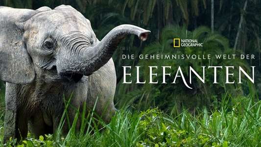 Secrets of The Elephants - Backdrops