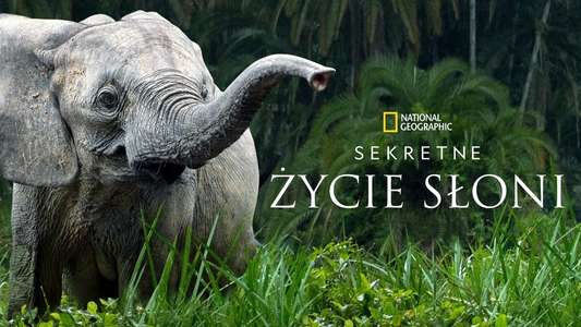 Secrets of The Elephants - Backdrops