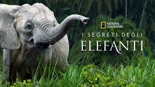 Secrets of The Elephants - Backdrops