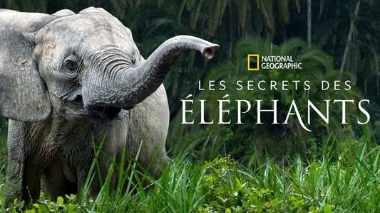 Secrets of The Elephants - Backdrops