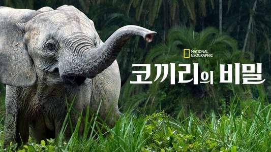 Secrets of The Elephants - Backdrops