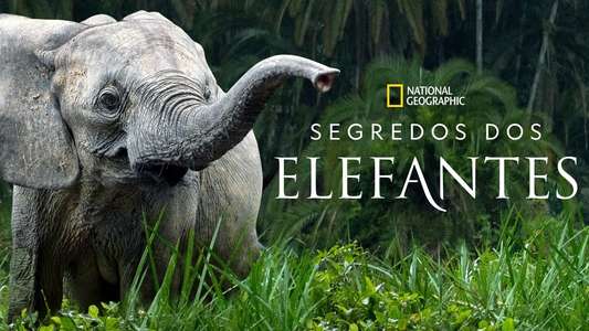 Secrets of The Elephants - Backdrops