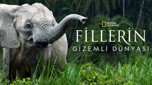 Secrets of The Elephants - Backdrops