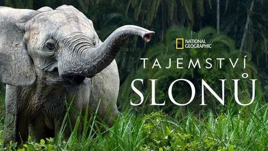 Secrets of The Elephants - Backdrops